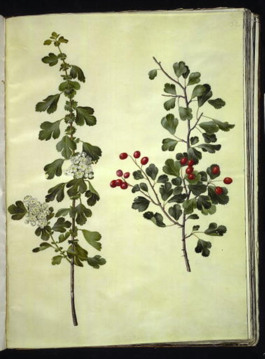 Crataegus laevigata (gewone meidoorn) door Hans Simon Holtzbecker
