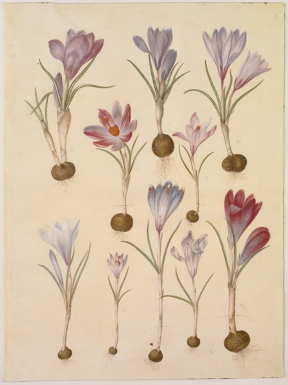 Crocus vernus (voorjaarskrokus) door Hans Simon Holtzbecker