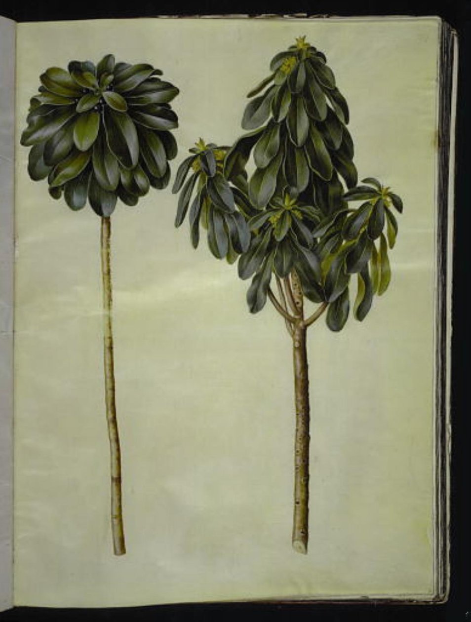 Daphne laureola (laurier-daphne) door Hans Simon Holtzbecker