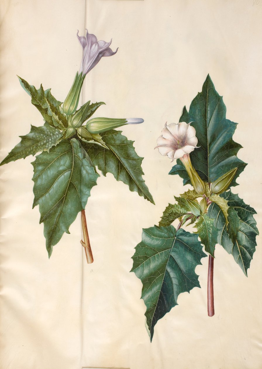 Datura stramonium (gewone doornappel) door Hans Simon Holtzbecker