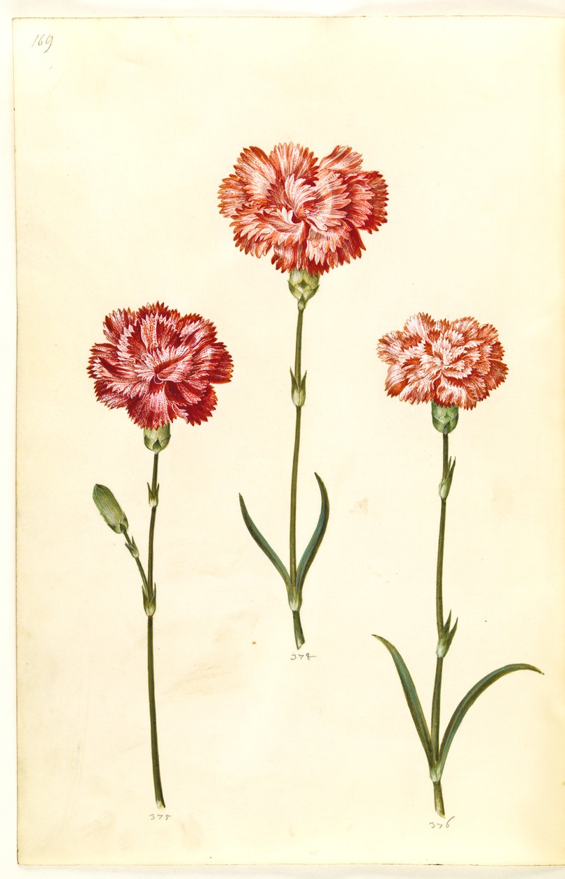 Dianthus caryophyllus (tuinanjer) door Hans Simon Holtzbecker