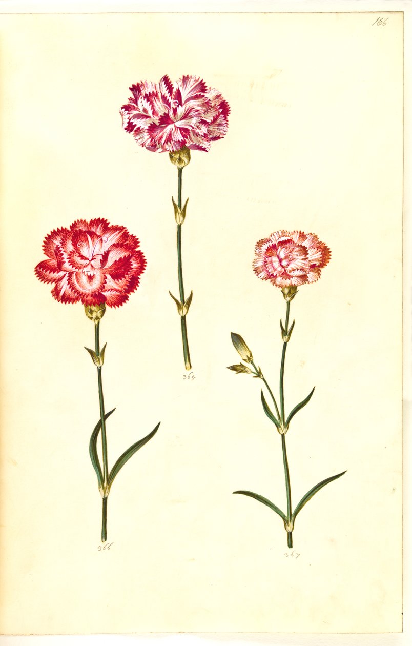 Dianthus caryophyllus door Hans Simon Holtzbecker