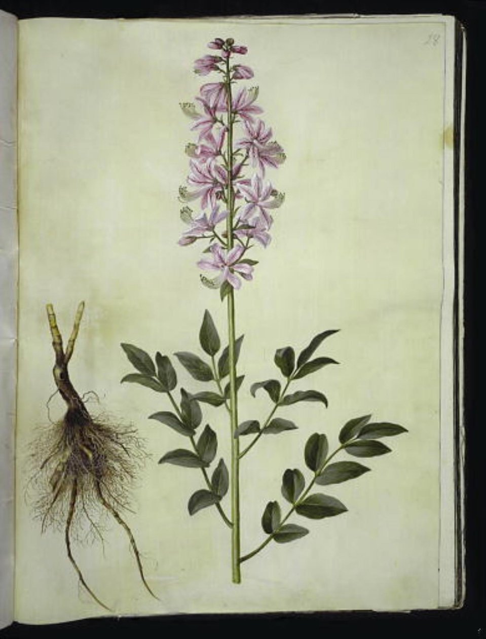 Dictamnus albus (witte dictamnus) door Hans Simon Holtzbecker