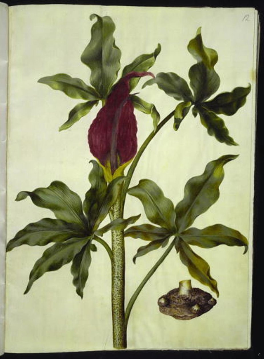 Dracunculus vulgaris (gewone drakenwortel) door Hans Simon Holtzbecker