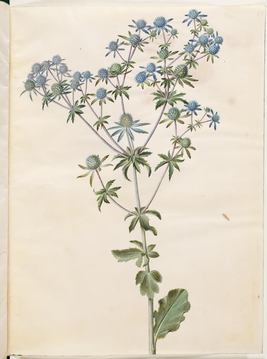 Eryngium planum door Hans Simon Holtzbecker