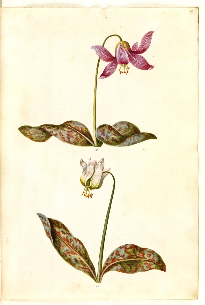 Erythronium dens-canis (echte hondstand) door Hans Simon Holtzbecker