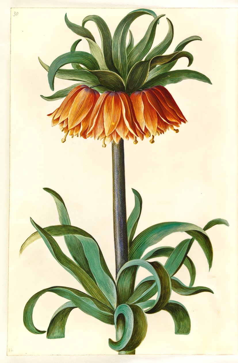 Fritillaria imperialis (keizerskroon) door Hans Simon Holtzbecker
