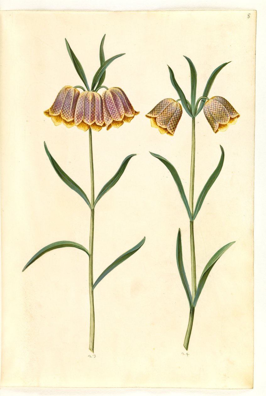 Fritillaria meleagris (kievitsbloem) door Hans Simon Holtzbecker
