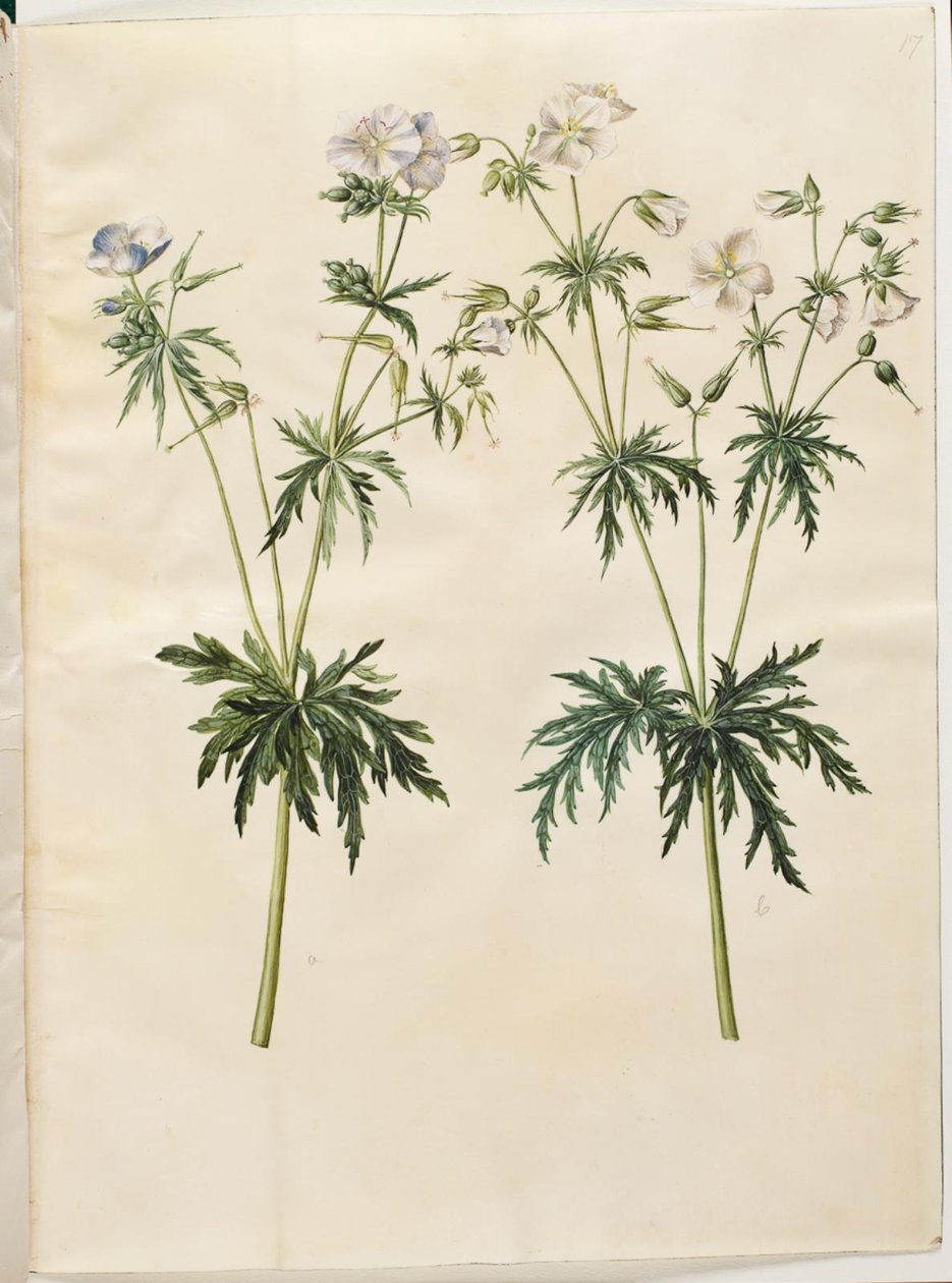 Geranium pratense (weideooievaarsbek) door Hans Simon Holtzbecker