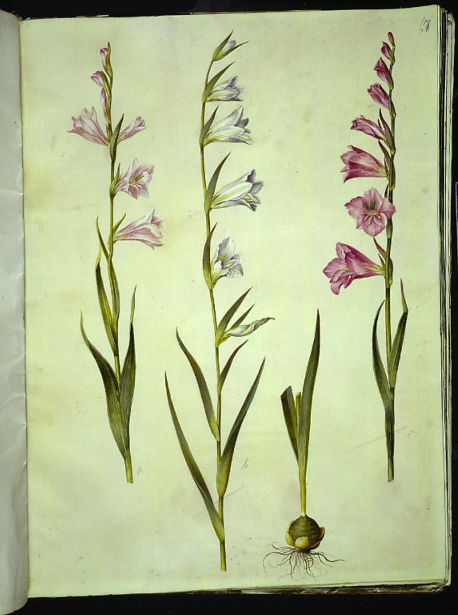 Gladiolus communis (gewone gladiolus) door Hans Simon Holtzbecker