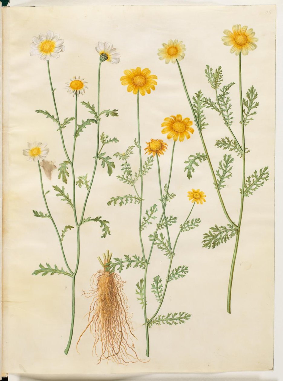 Glebionis coronaria (kroon-ossenbloem) door Hans Simon Holtzbecker