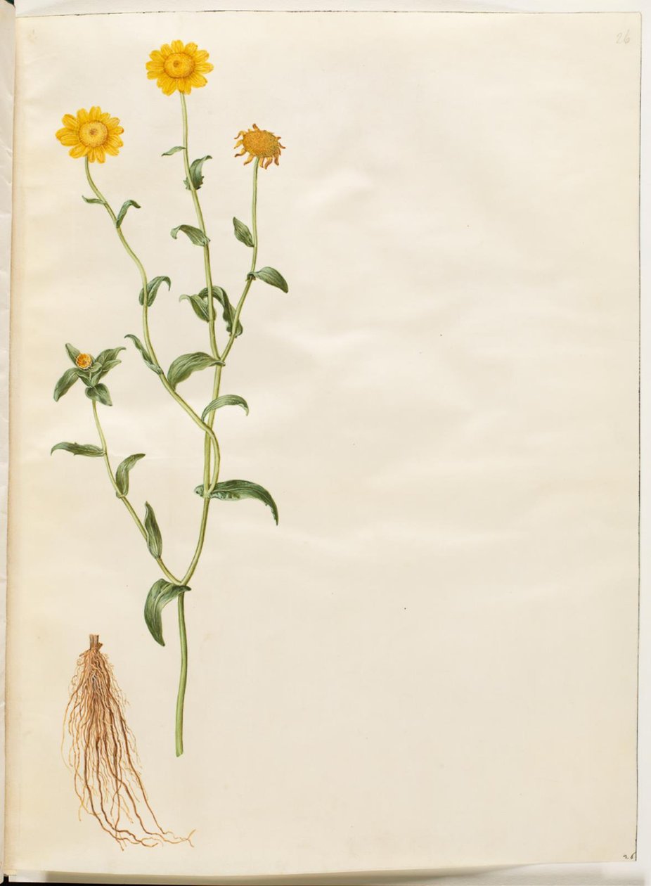 Glebionis segetum (gele ganzenbloem) door Hans Simon Holtzbecker