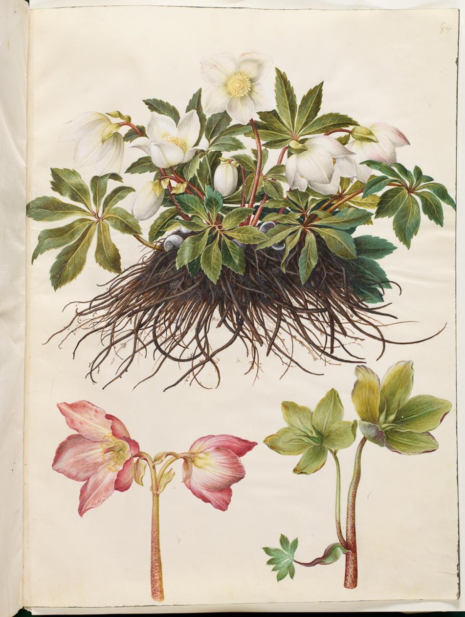 Helleborus niger (gewone kerstroos) door Hans Simon Holtzbecker