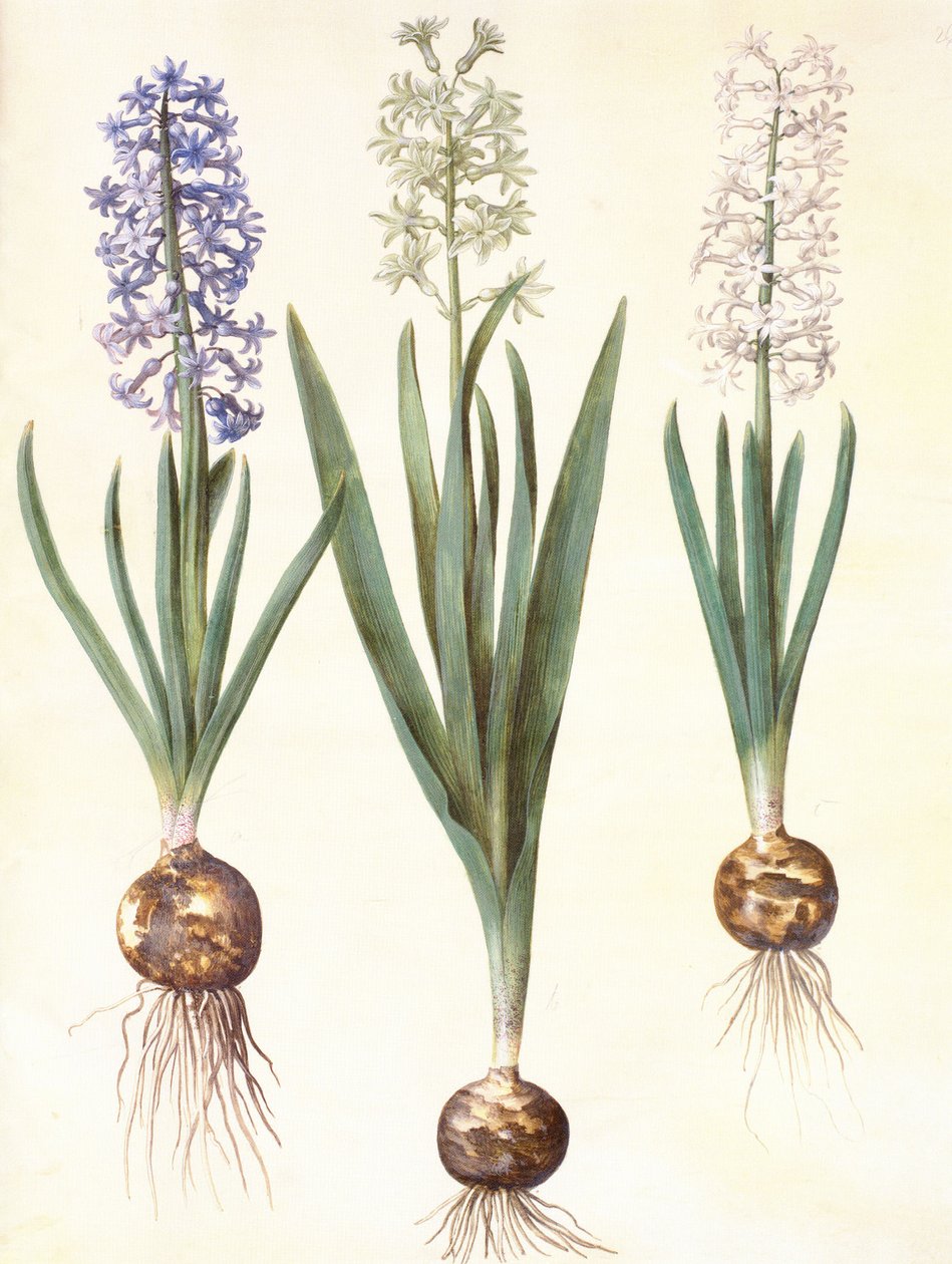 Hyacinthoides orientalis simp et pl door Hans Simon Holtzbecker