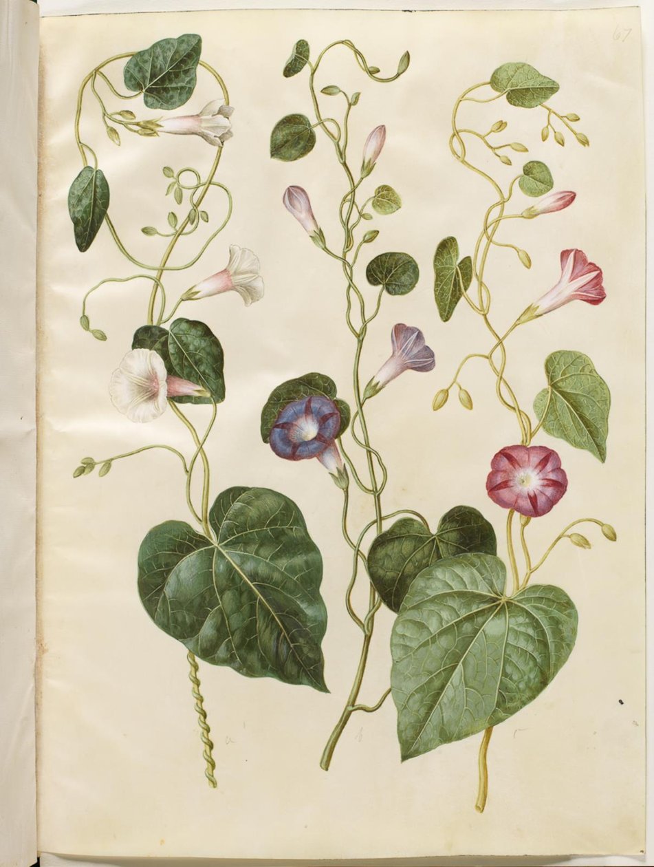 Ipomoea purpurea (purpur-pragtsnerle) door Hans Simon Holtzbecker