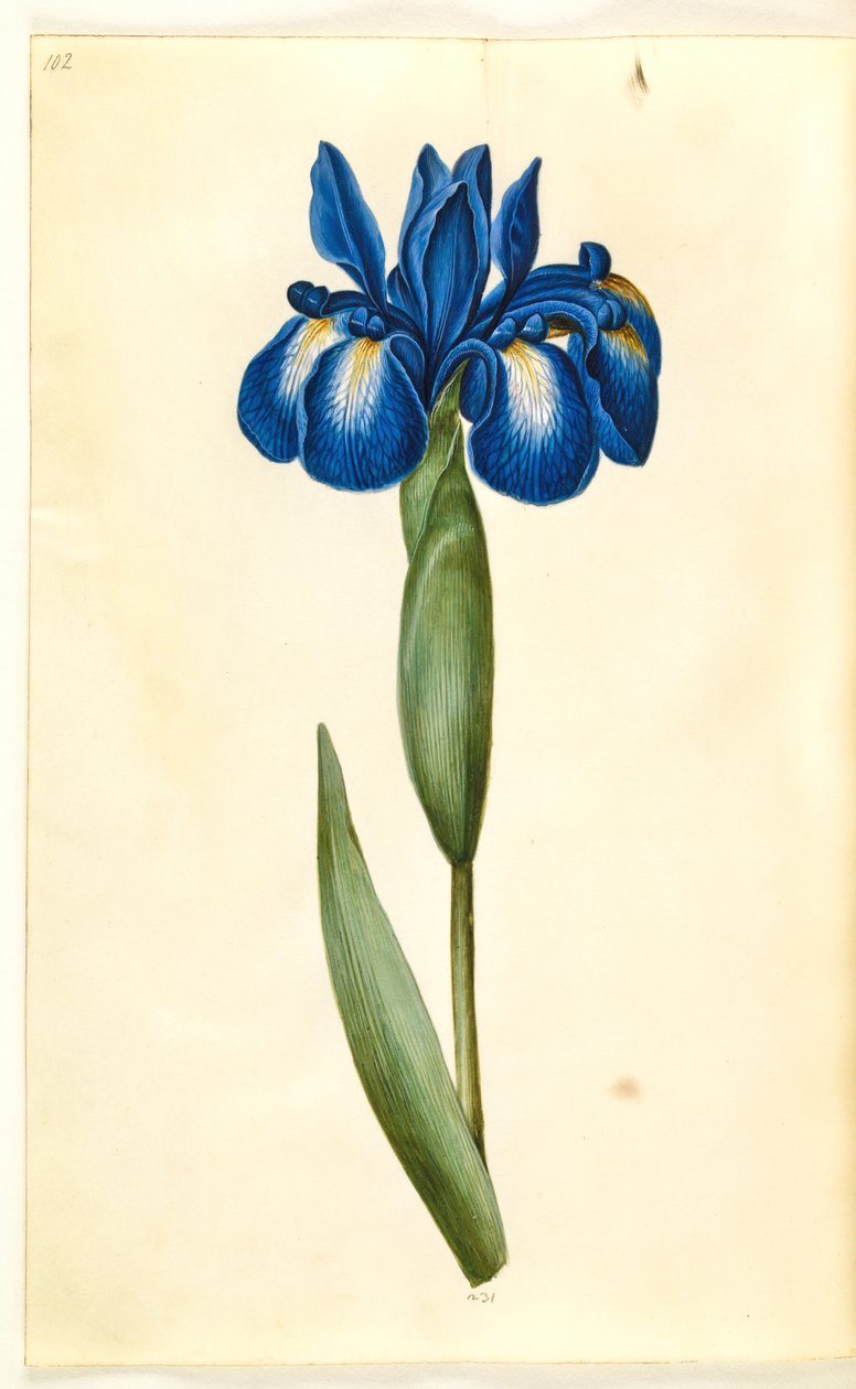 Iris latifolia (Engelse iris) door Hans Simon Holtzbecker