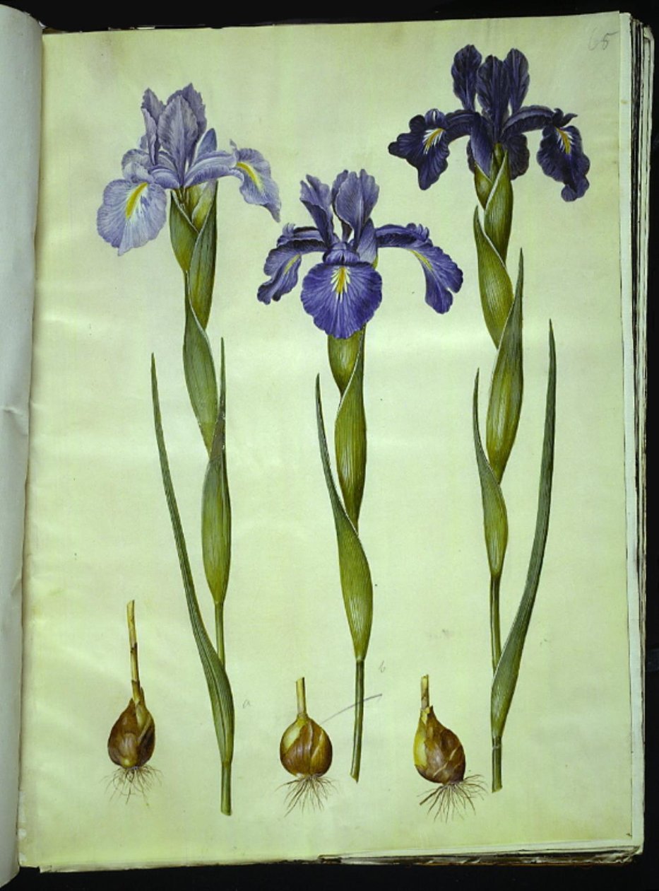 Iris latifolia (Engelse iris) door Hans Simon Holtzbecker