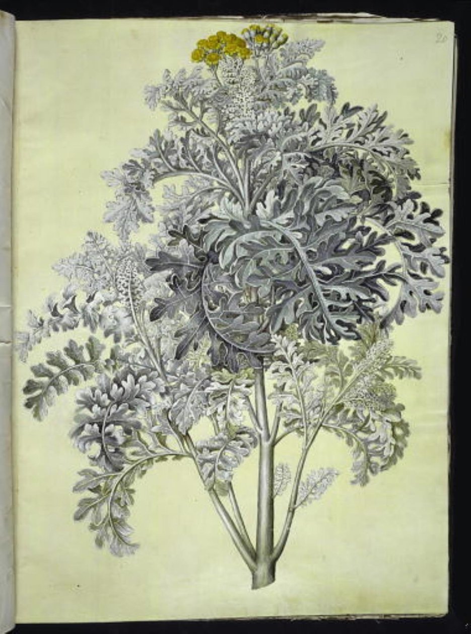 Jacobaea maritima (grijsblad) door Hans Simon Holtzbecker