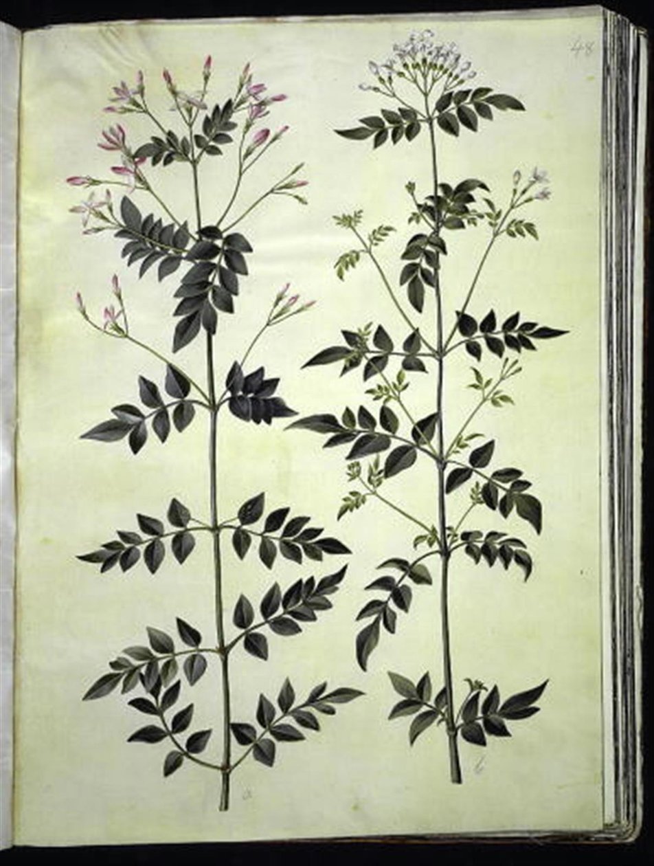 Jasminum officinale (medicinale jasmijn) door Hans Simon Holtzbecker