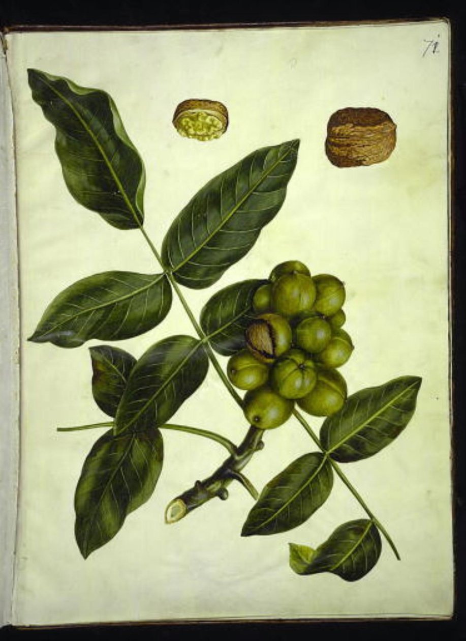 Juglans regia (gewone walnoot) door Hans Simon Holtzbecker