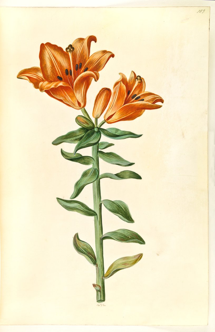 Lilium bulbiferum (brandlelie) door Hans Simon Holtzbecker
