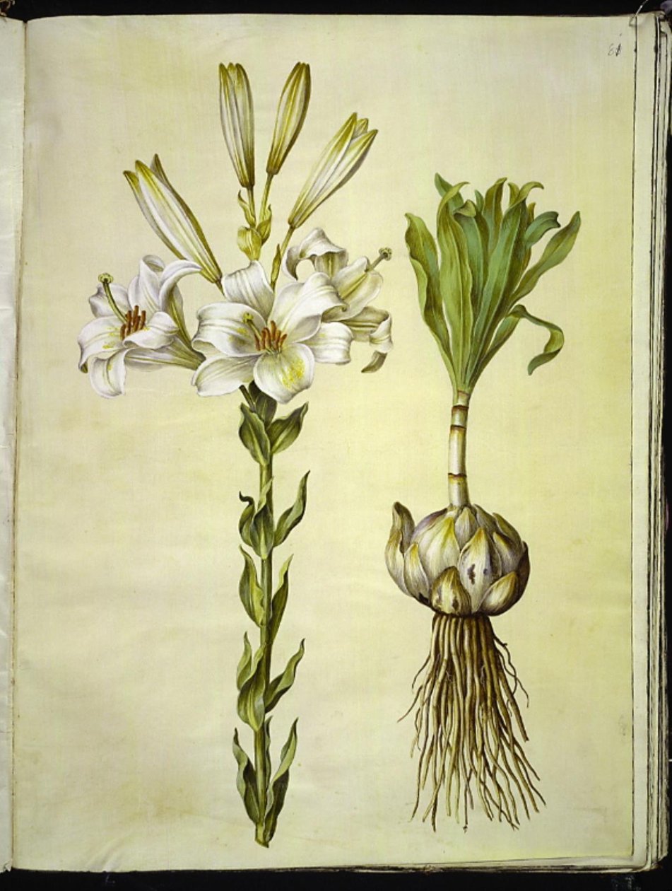 Lilium candidum (madonnalelie) door Hans Simon Holtzbecker