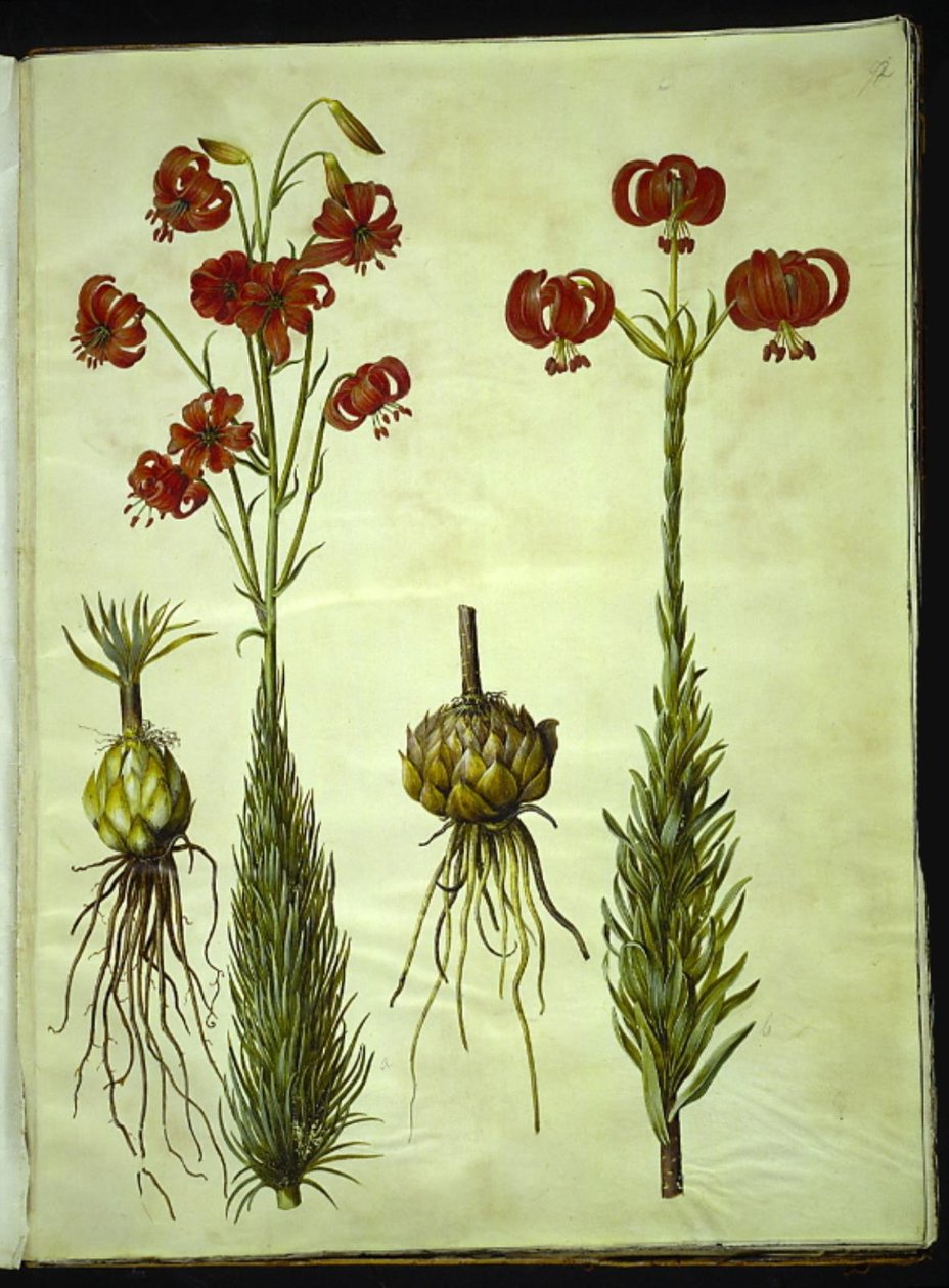 Lilium chalcedonicum (rode turbanlelie) door Hans Simon Holtzbecker