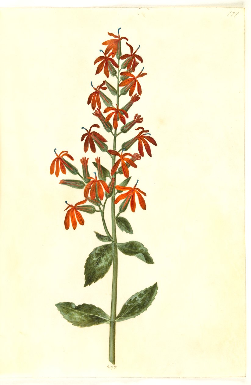 Lobelia cardinalis (kardinaalslobelia) door Hans Simon Holtzbecker