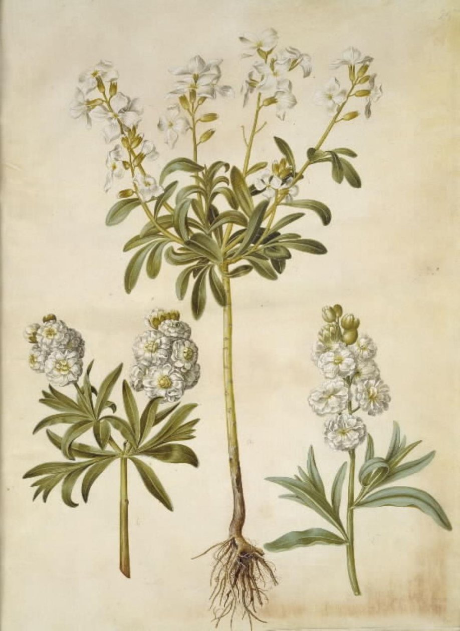 Matthiola incana (winter-violier) door Hans Simon Holtzbecker