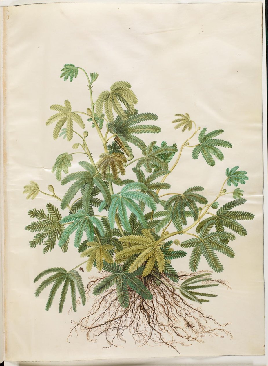 Mimosa polydactyla (veelvingerige mimosa) door Hans Simon Holtzbecker