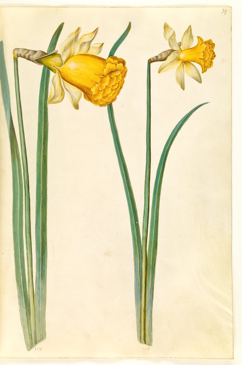 Narcissus pseudonarcissus (paaslelie) door Hans Simon Holtzbecker