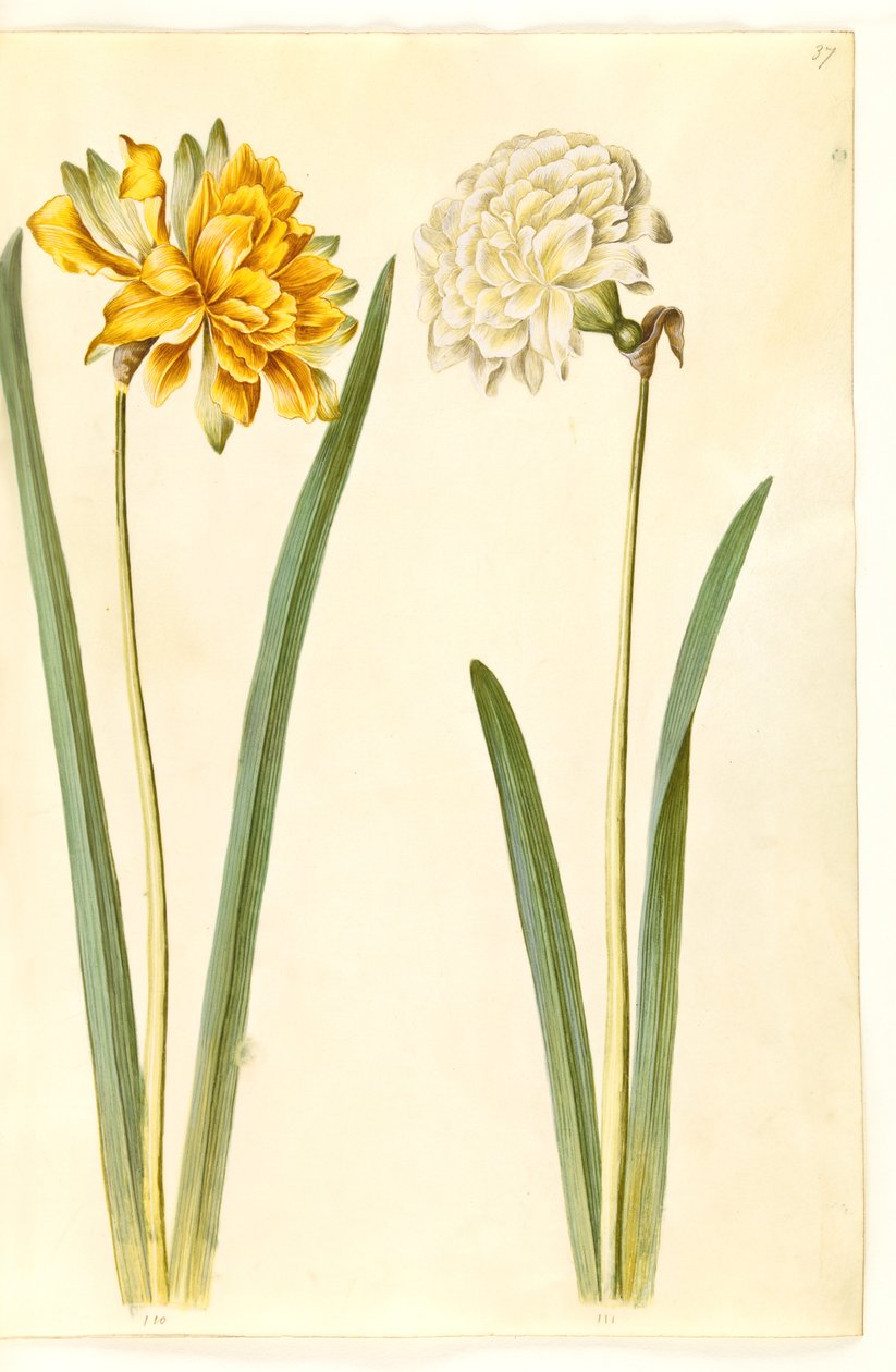 Narcissus pseudonarcissus (paaslelie) door Hans Simon Holtzbecker