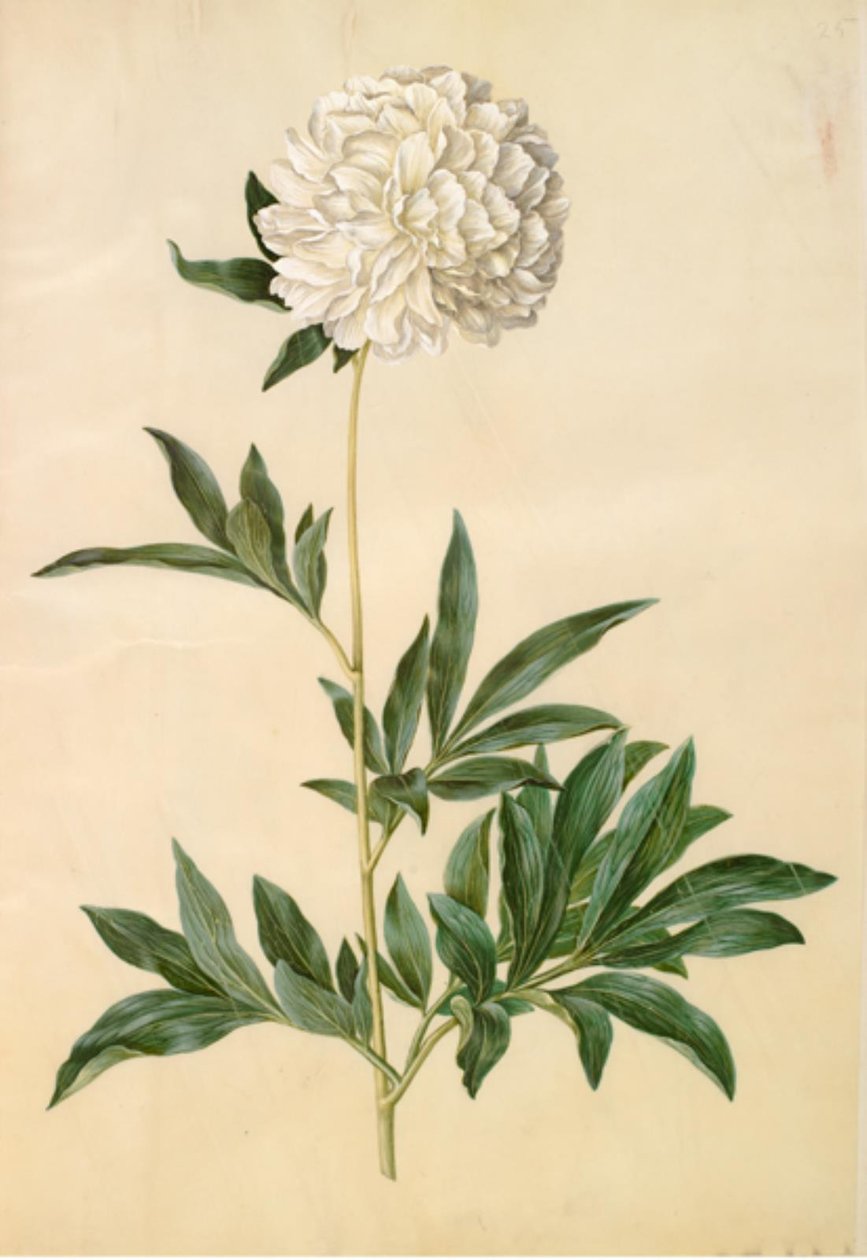 Paeonia lactiflora (zijden pioen) door Hans Simon Holtzbecker