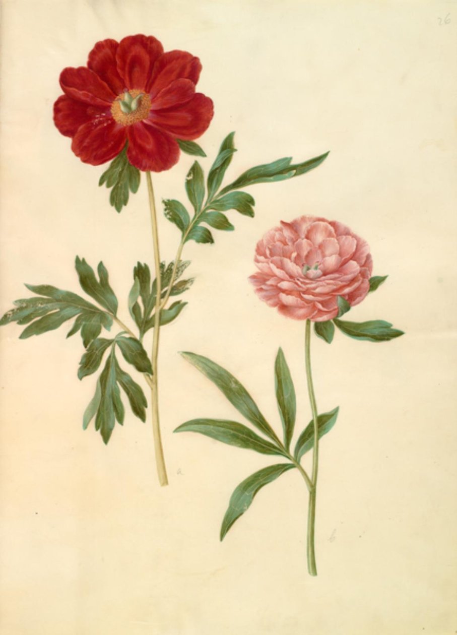 Paeonia officinalis (boerenroos) door Hans Simon Holtzbecker
