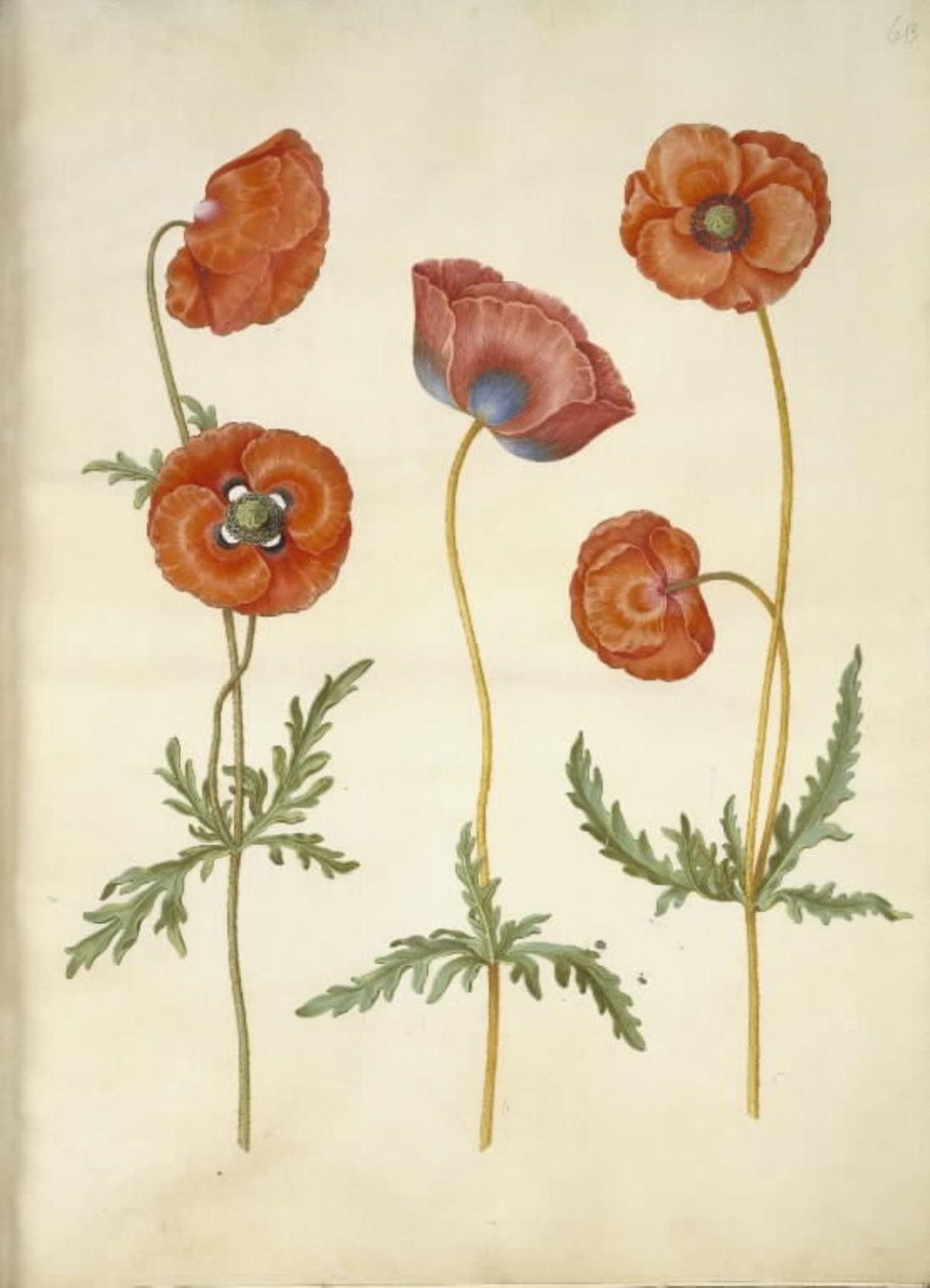 Papaver rhoeas (klaproos) door Hans Simon Holtzbecker