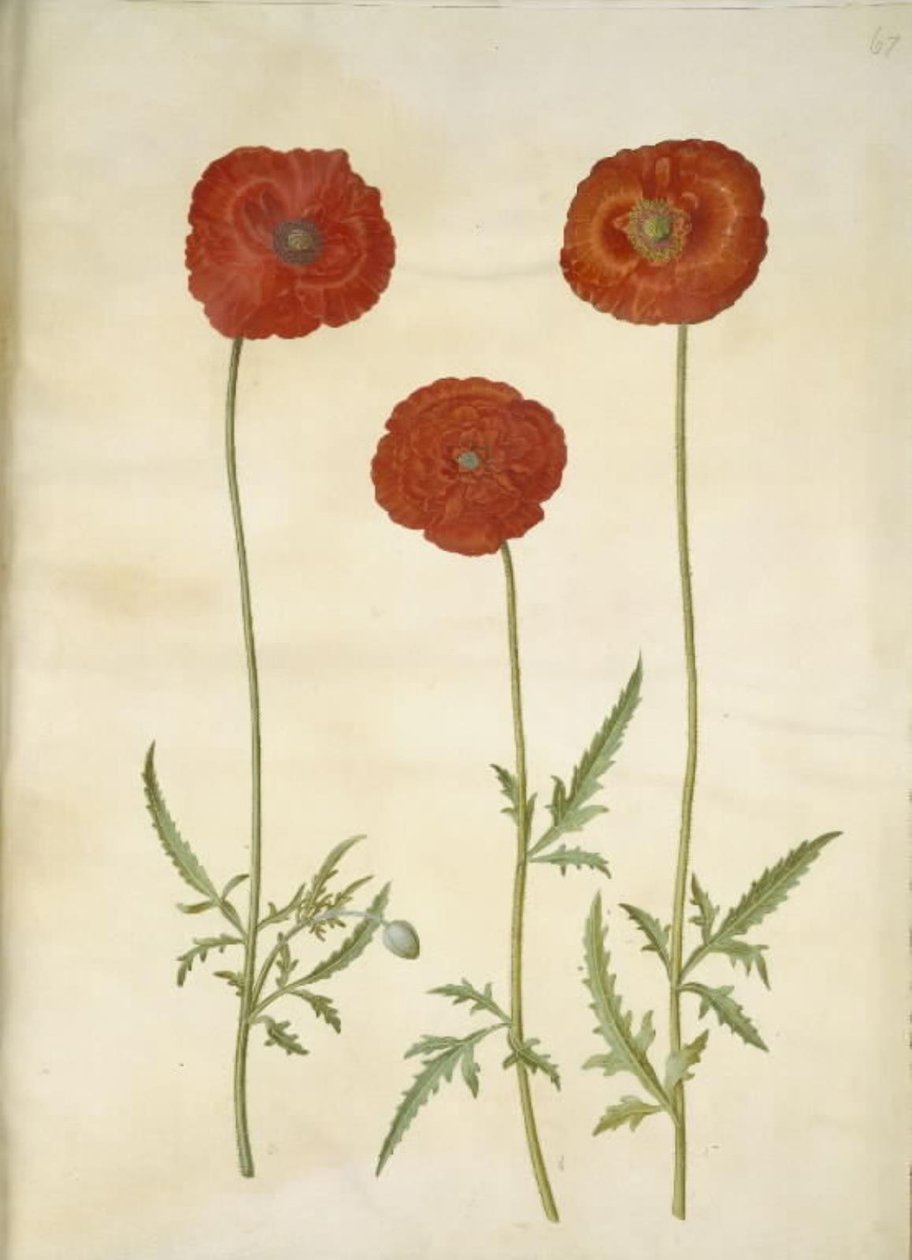 Papaver rhoeas (klaproos) door Hans Simon Holtzbecker