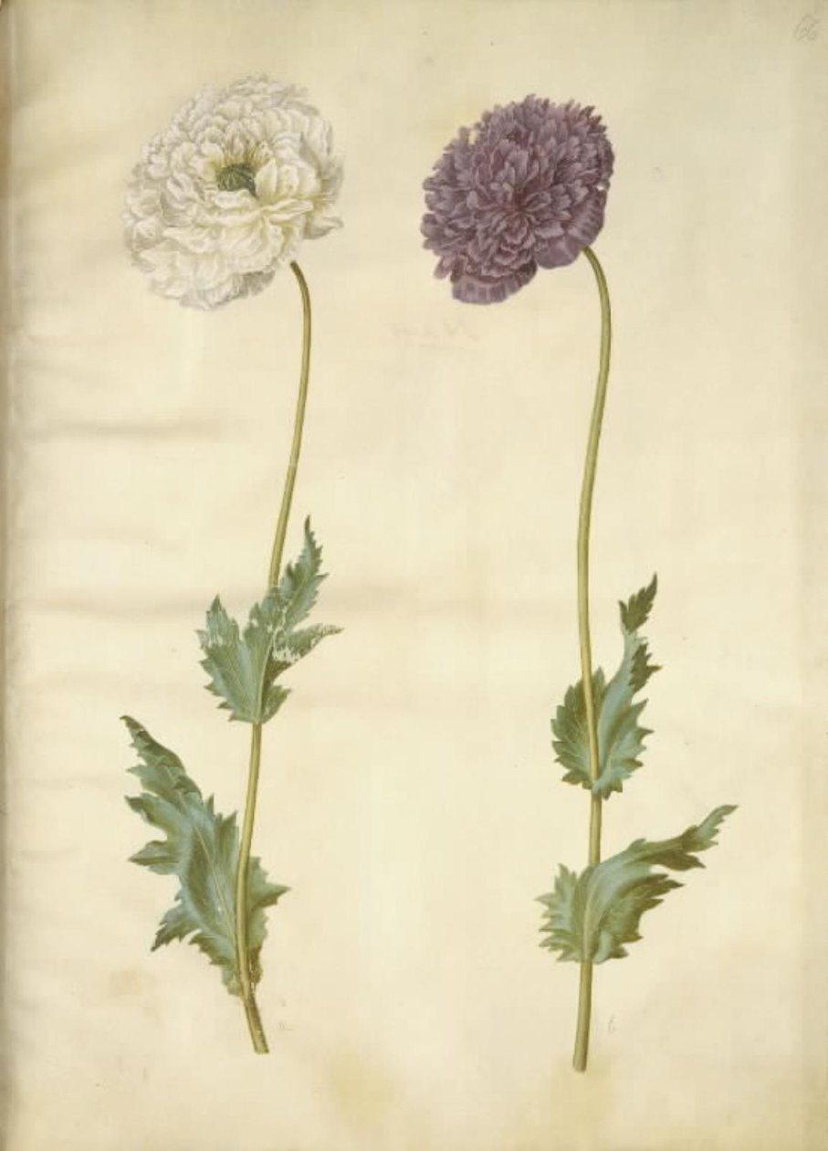 Papaver somniferum (slaapbol) door Hans Simon Holtzbecker