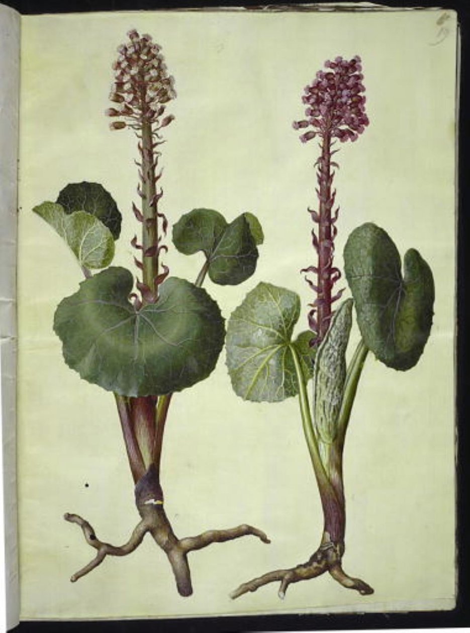 Petasites hybridus (rode hoefblad) door Hans Simon Holtzbecker