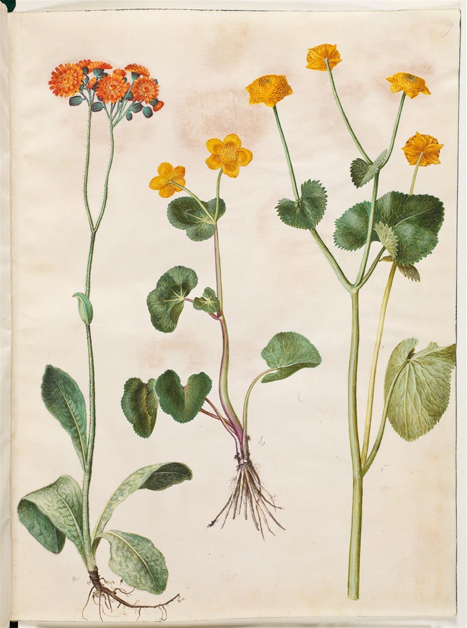 Pilosella aurantiaca (oranje havikskruid); Caltha palustris (moerasboterbloem) door Hans Simon Holtzbecker