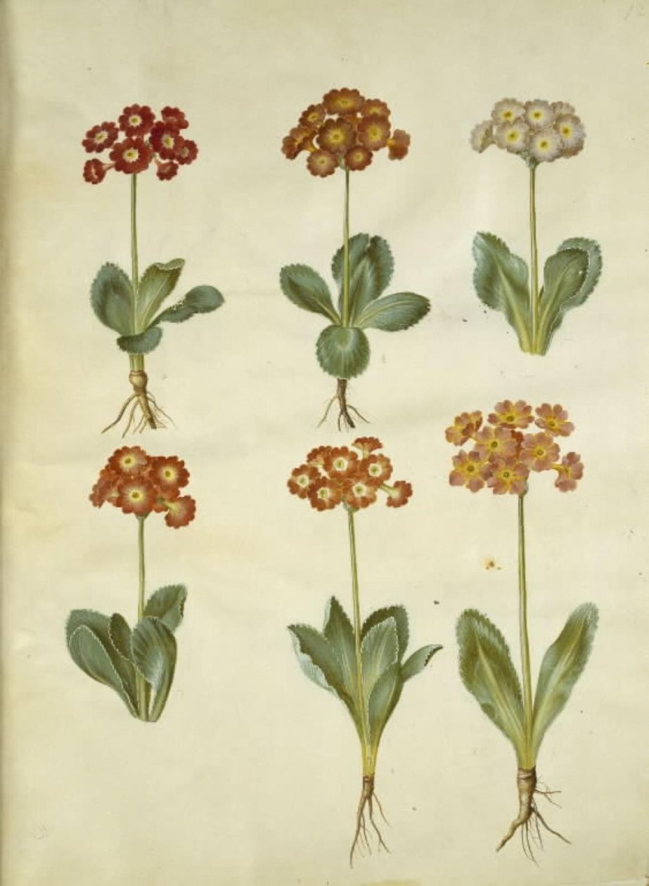 Primula ×pubescens (tuin-aurikel) door Hans Simon Holtzbecker