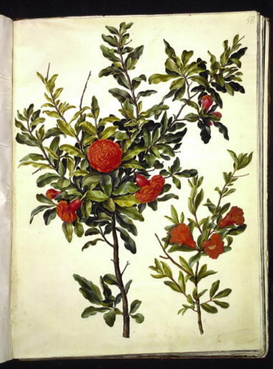 Punica granatum (granaatappel) door Hans Simon Holtzbecker