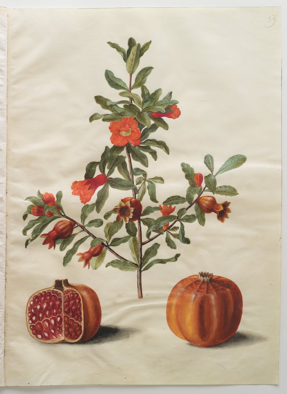 Punica granatum simp et pl door Hans Simon Holtzbecker