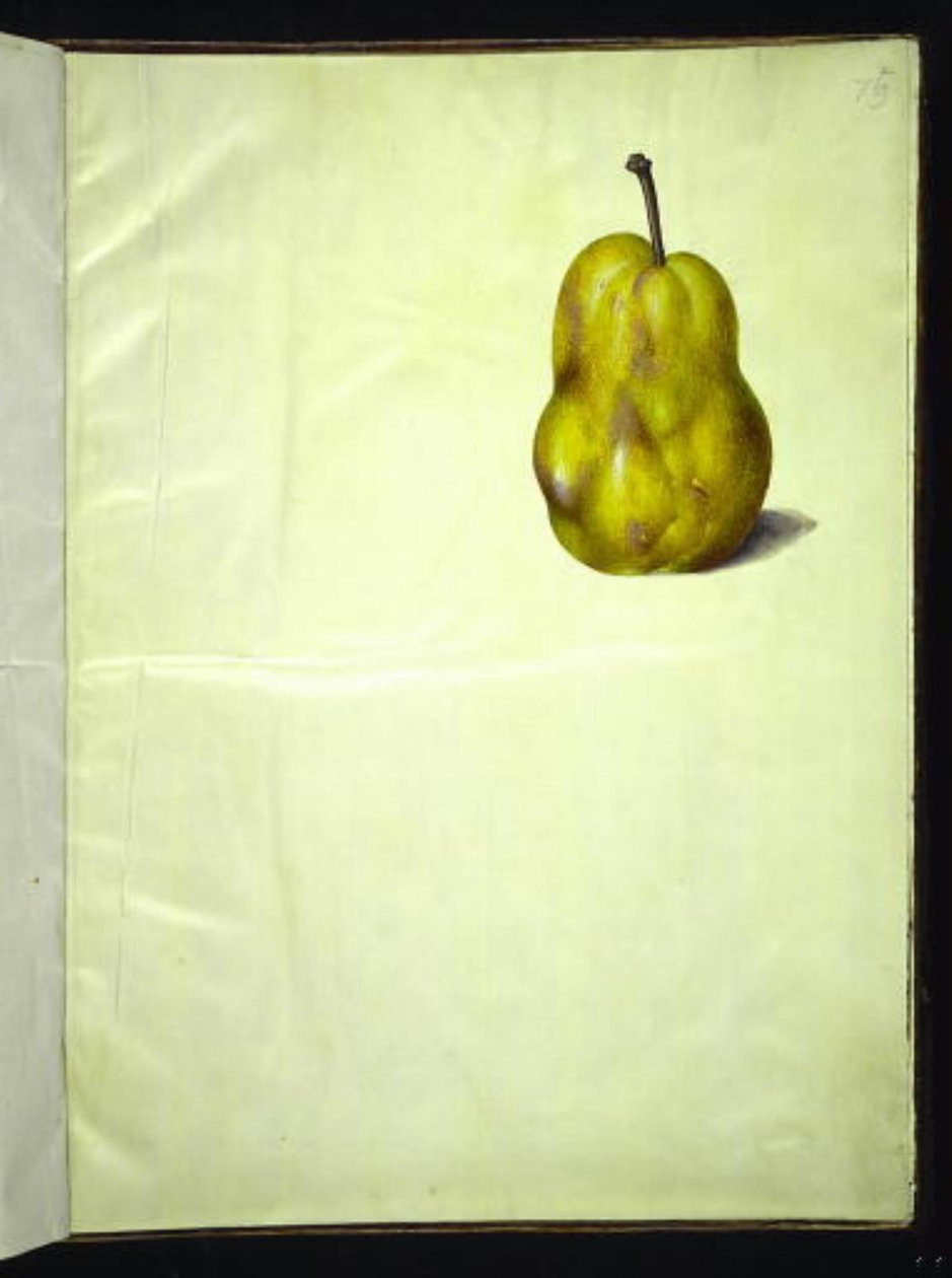 Pyrus communis (gewone peer) door Hans Simon Holtzbecker