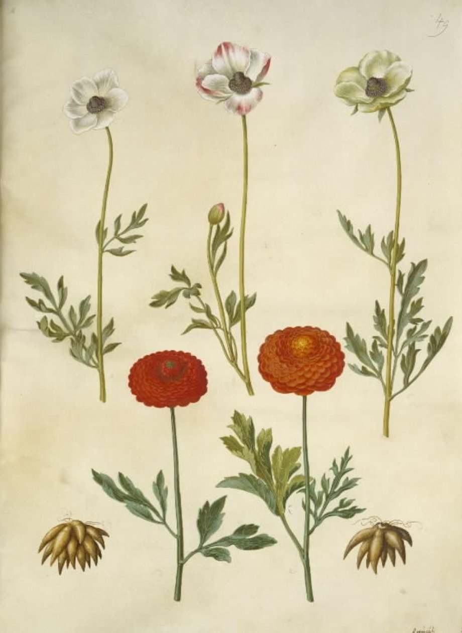 Ranunculus asiaticus (tuinranonkel) door Hans Simon Holtzbecker