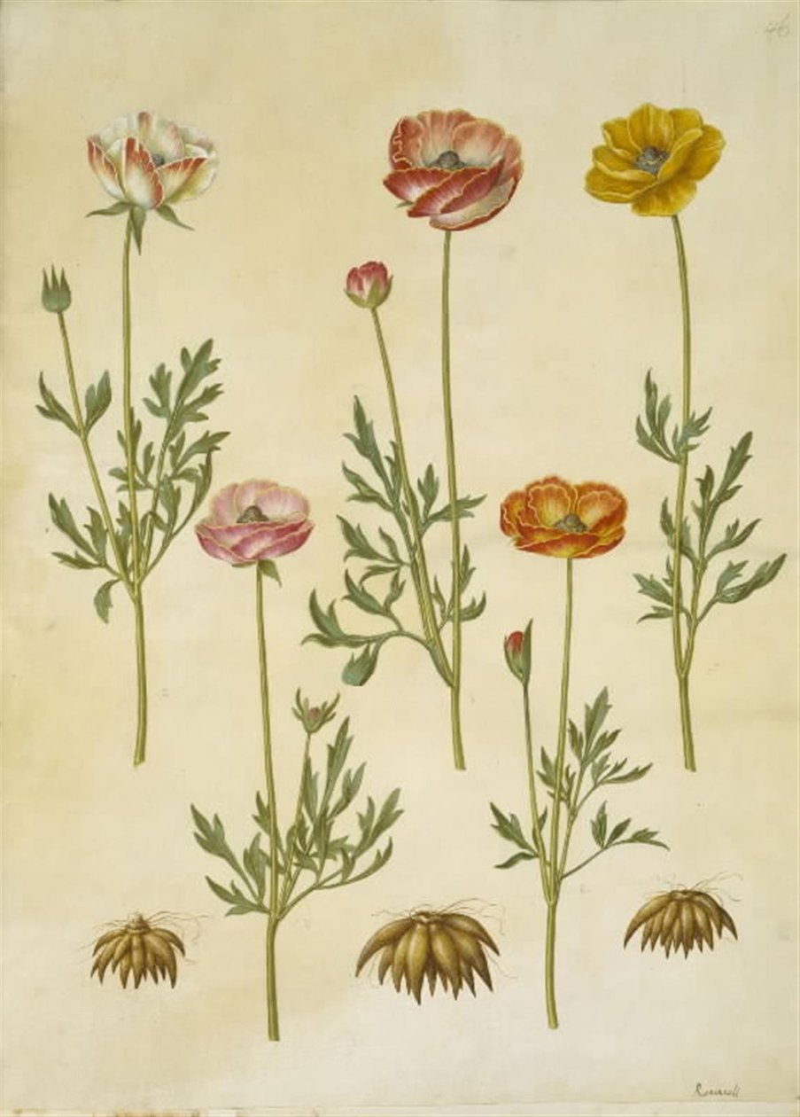 Ranunculus asiaticus (tuinranonkel) door Hans Simon Holtzbecker
