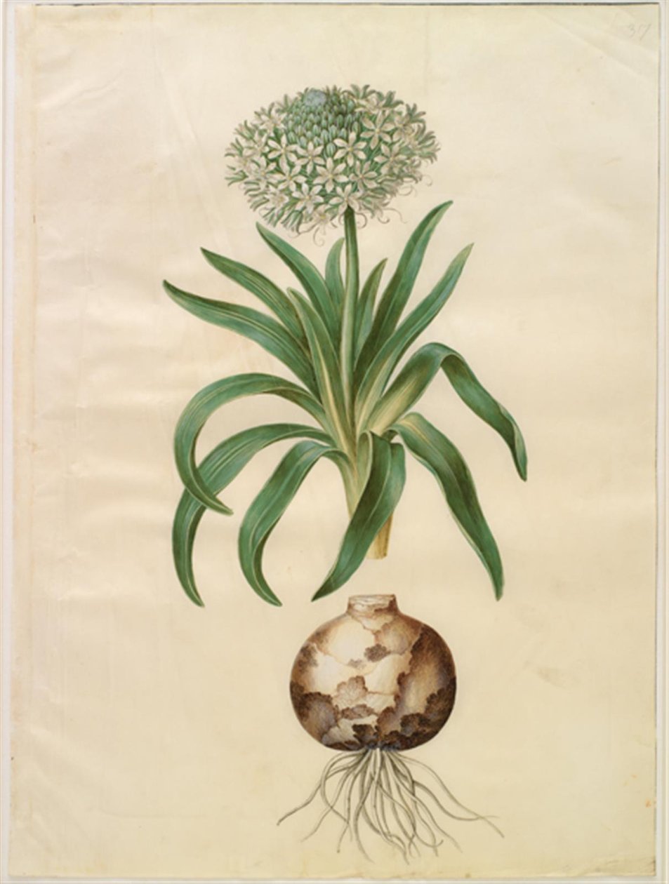 Scilla peruviana (reuzen-scilla) door Hans Simon Holtzbecker