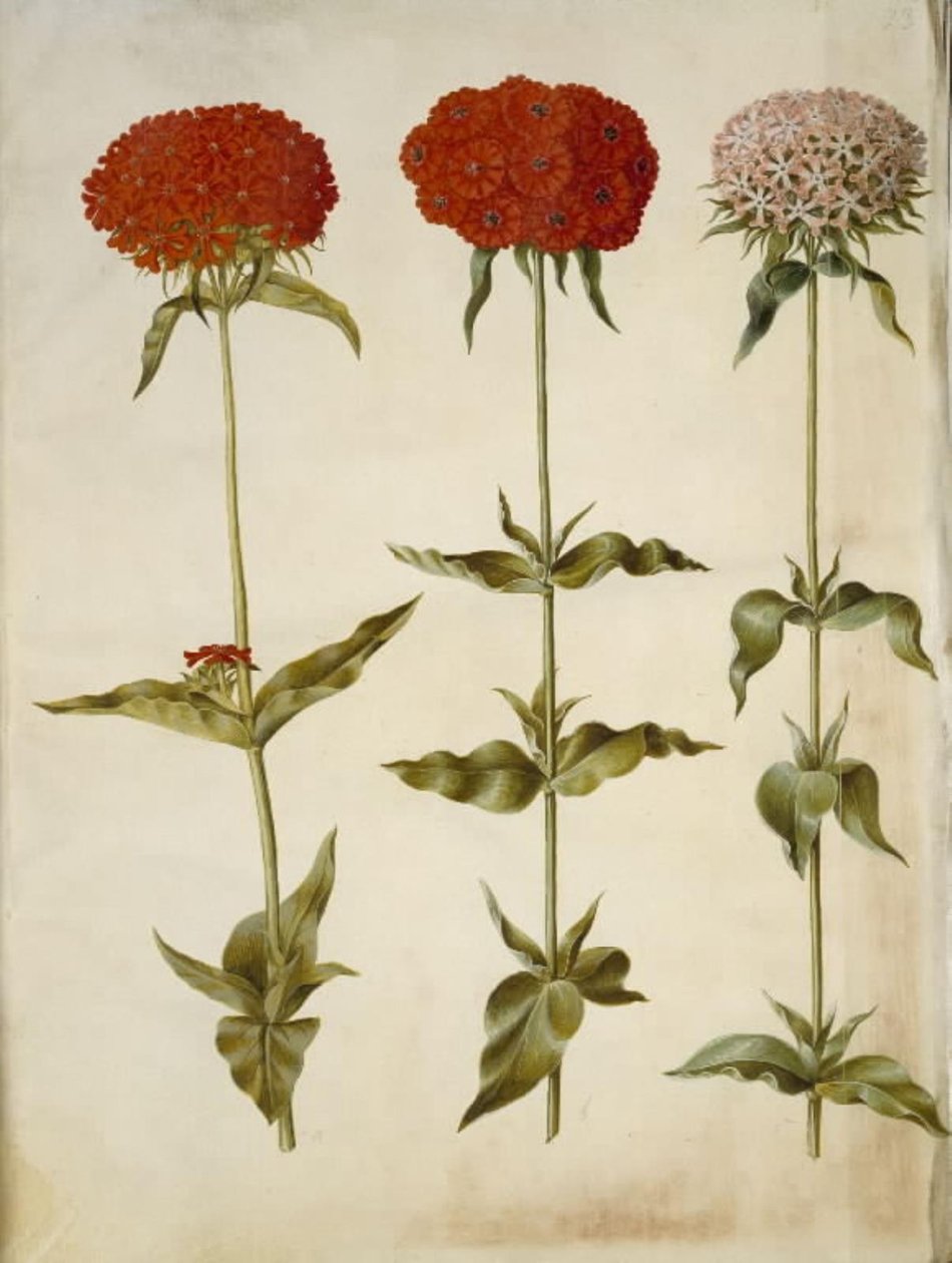 Silene chalcedonica (brandende liefde) door Hans Simon Holtzbecker
