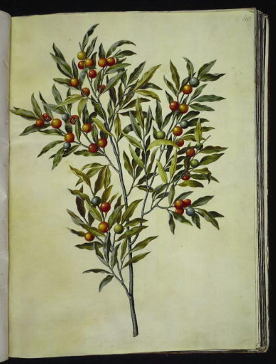 Solanum pseudocapsicum (Jeruzalem-kers) door Hans Simon Holtzbecker