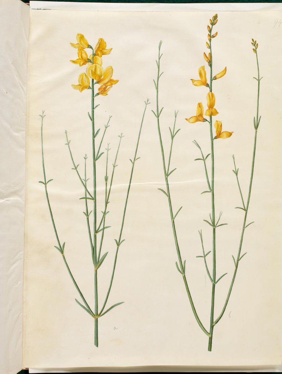 Spartium junceum (spartium) door Hans Simon Holtzbecker
