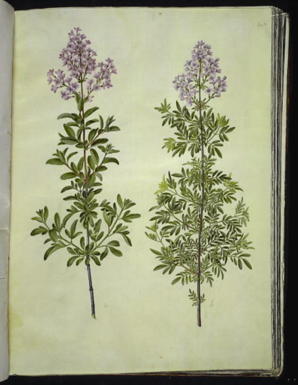 Syringa ×laciniata (geveerde sering) door Hans Simon Holtzbecker